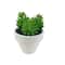 Assorted Micro Premade Succulent, 1pc. by Ashland®